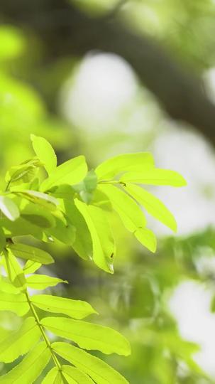夫人，陆总已死请节哀 第1集