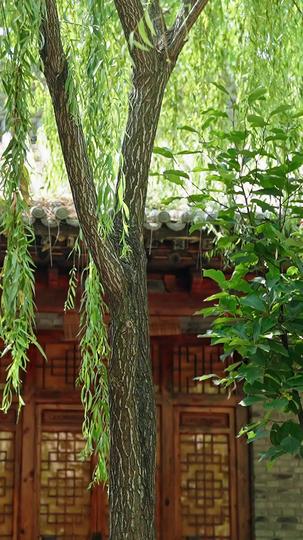 满级厨圣四岁半 第1集