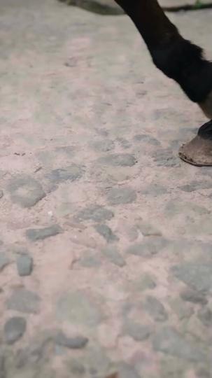 Esposa Tradicional Descartada: Retomei Glória e Amor na Batalha 2Episódio